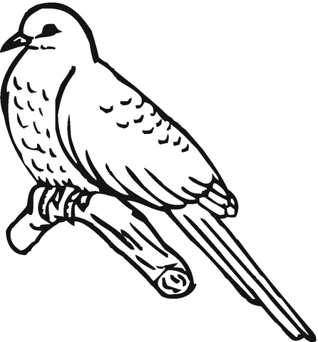 Cuckoo Bird  Coloring Page